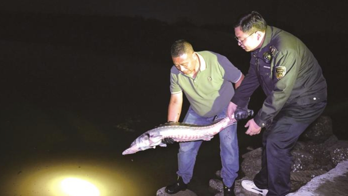 如東漁民意外捕獲一條長約120厘米、重約20公斤“怪魚”  大塊頭野生中華鱘放歸大海
